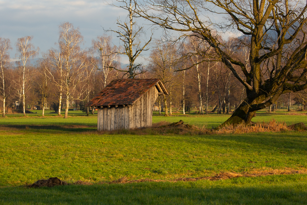 Lauteracherried im Jänner 79